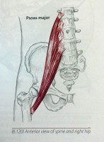 psoas-147x200.jpg